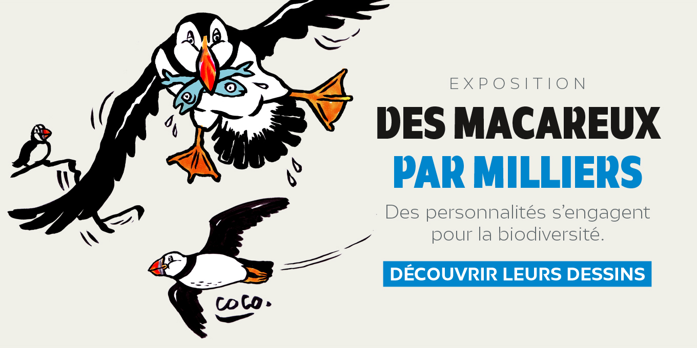 Des macareux par milliers